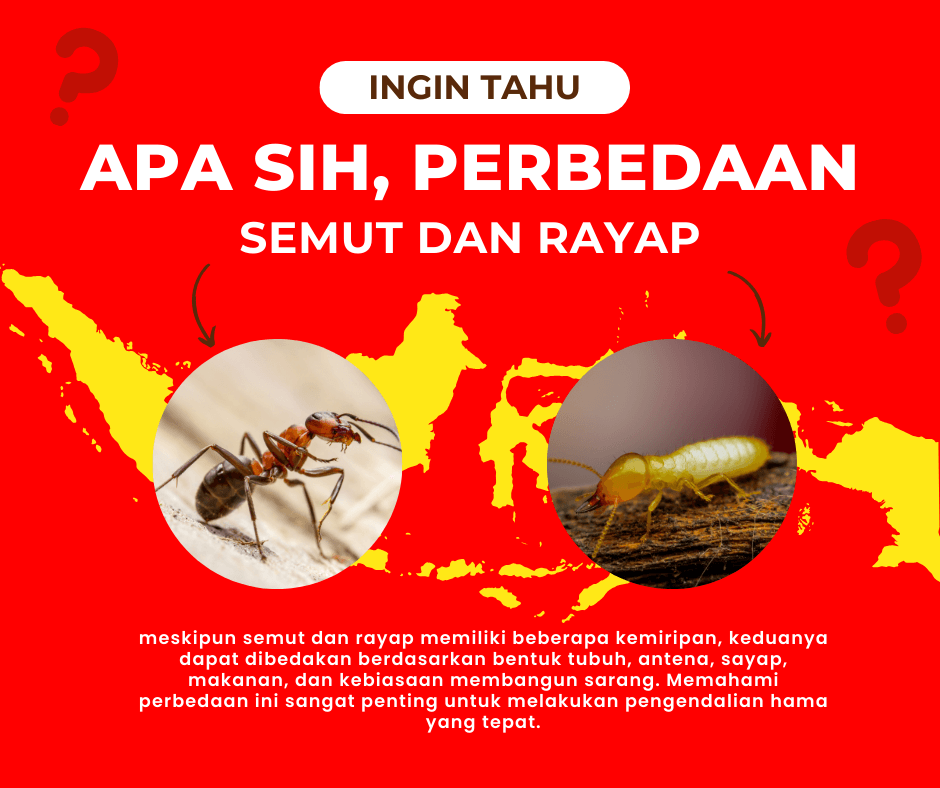 Apa Perbedaan Semut dan Rayap
