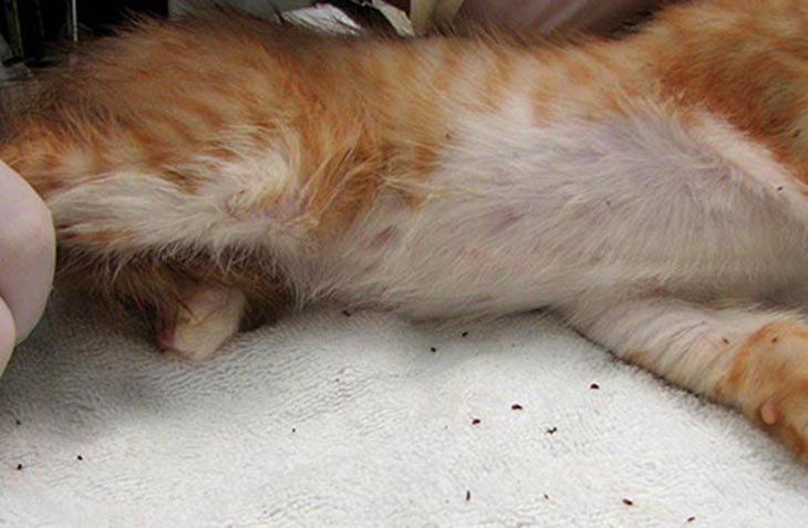 Kenapa Kucing Liar Melahirkan Bisa Datangkan Banyak Kutu?