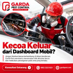 Jasa Pembasmi Kecoa Kecil Kecil di Mobil Area Lombok Mataram